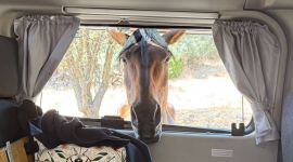 Nugget-Schmiede Schnappschüsse für seitliches Fenster zum komplett öffnen.