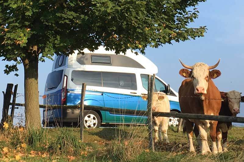 Ford Custom Nugget Hochdach meets Rinder