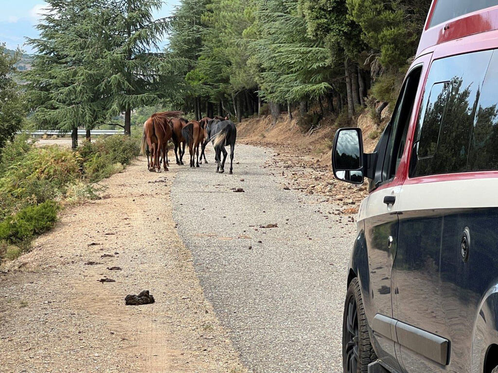 Ford Custom Nugget wird aufgehalten